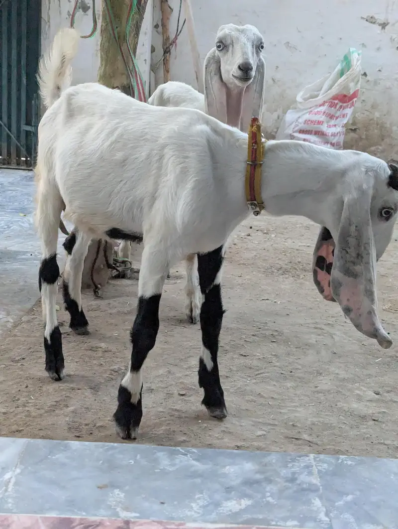 Rajanpuri Bakrotay Bakri goat — photo 2