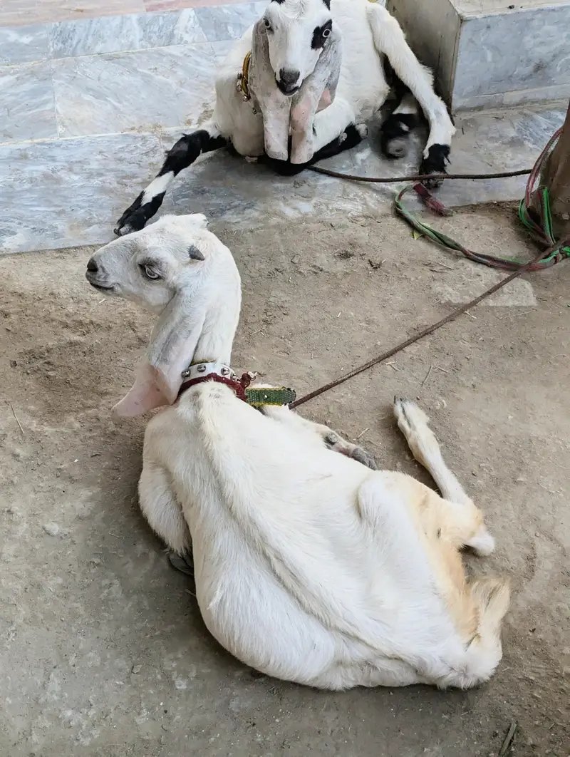 Rajanpuri Bakrotay Bakri goat — photo 3