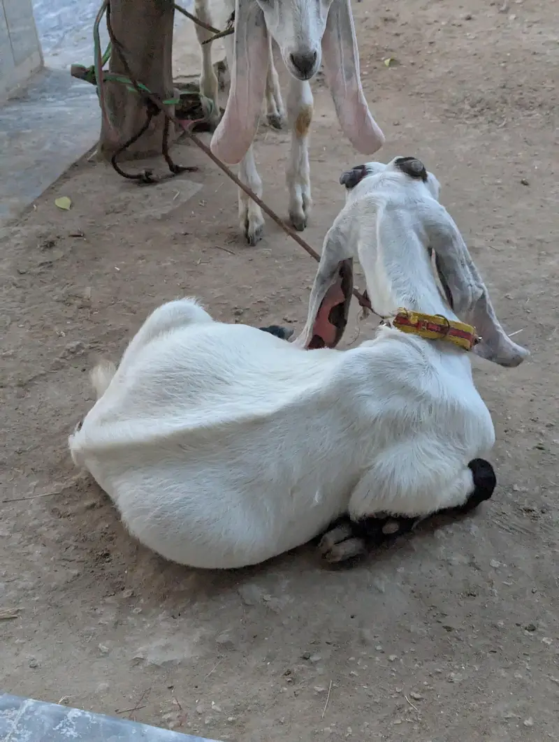 Rajanpuri Bakrotay Bakri goat — photo 4