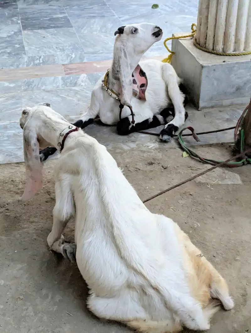 Rajanpuri Bakrotay Bakri goat — photo 5