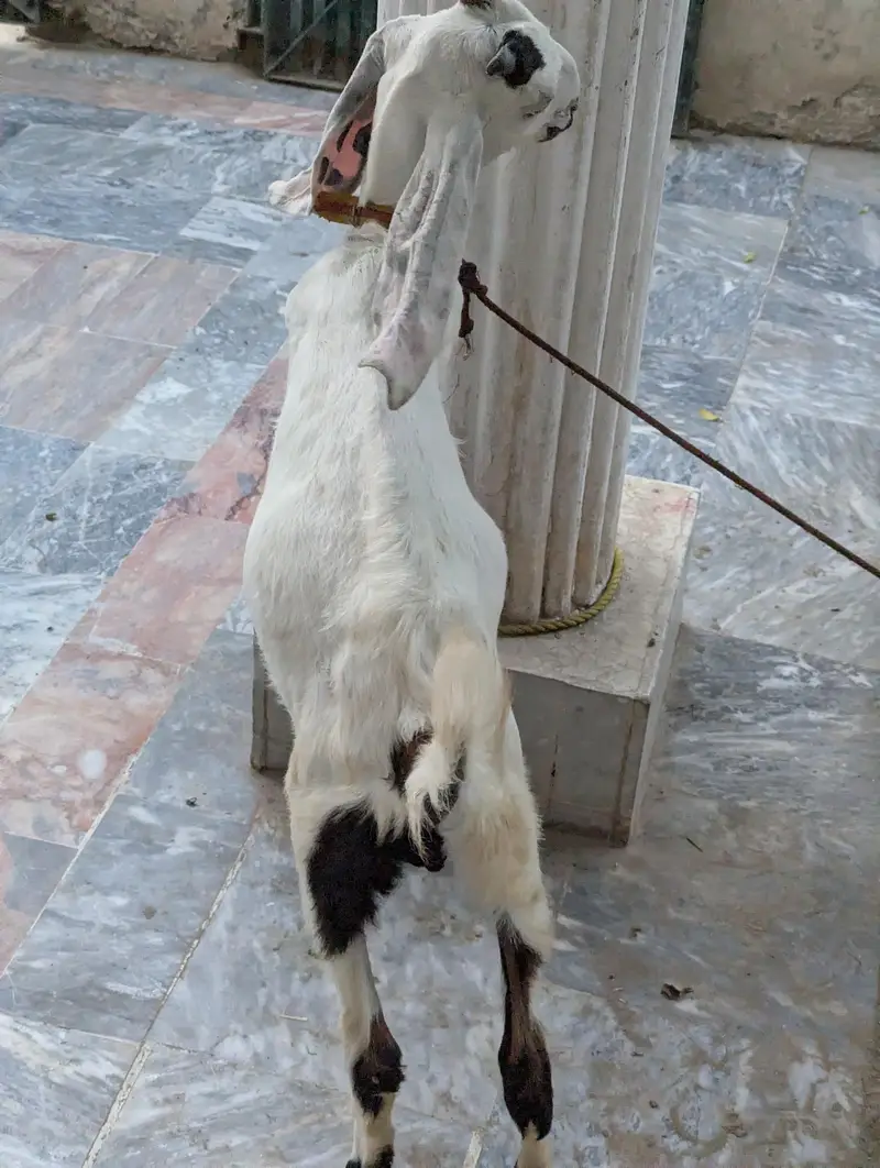 Rajanpuri Bakrotay Bakri goat — photo 6