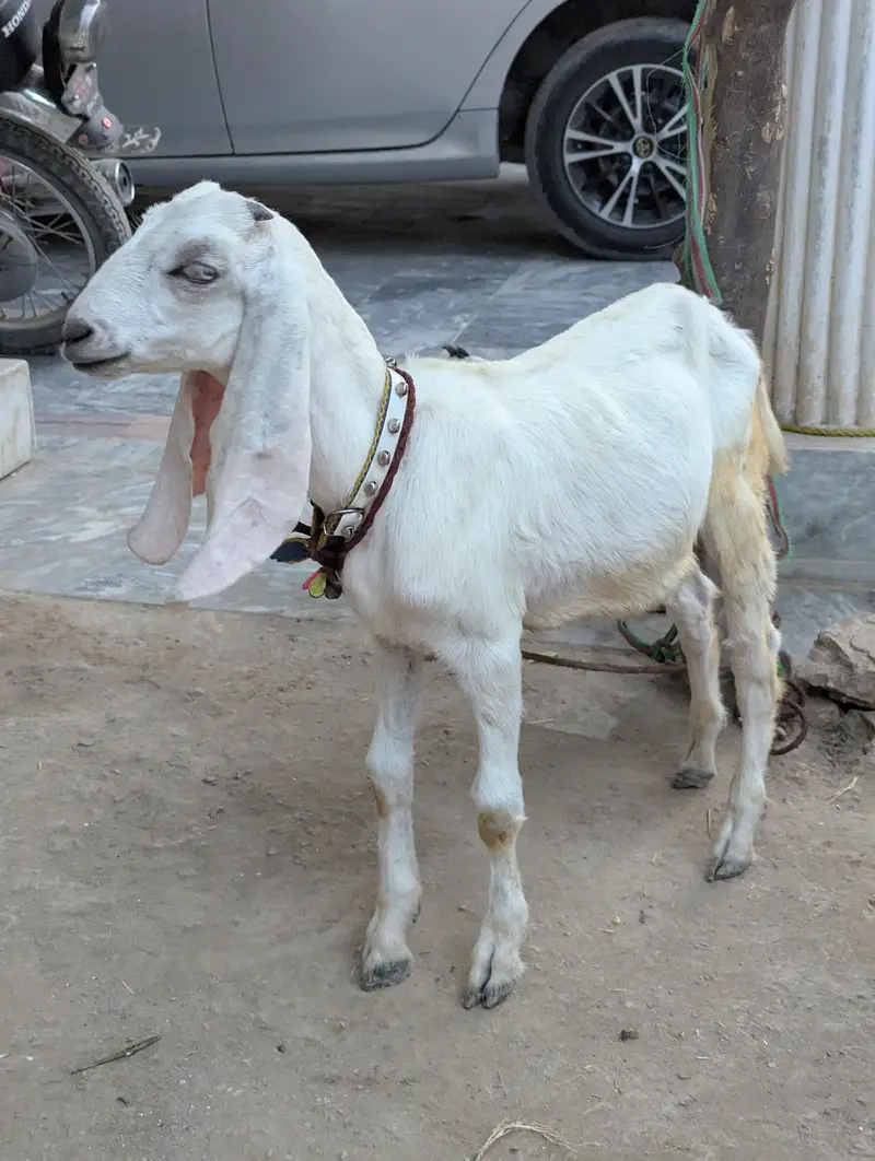 Rajanpuri Bakrotay Bakri goat — photo 7