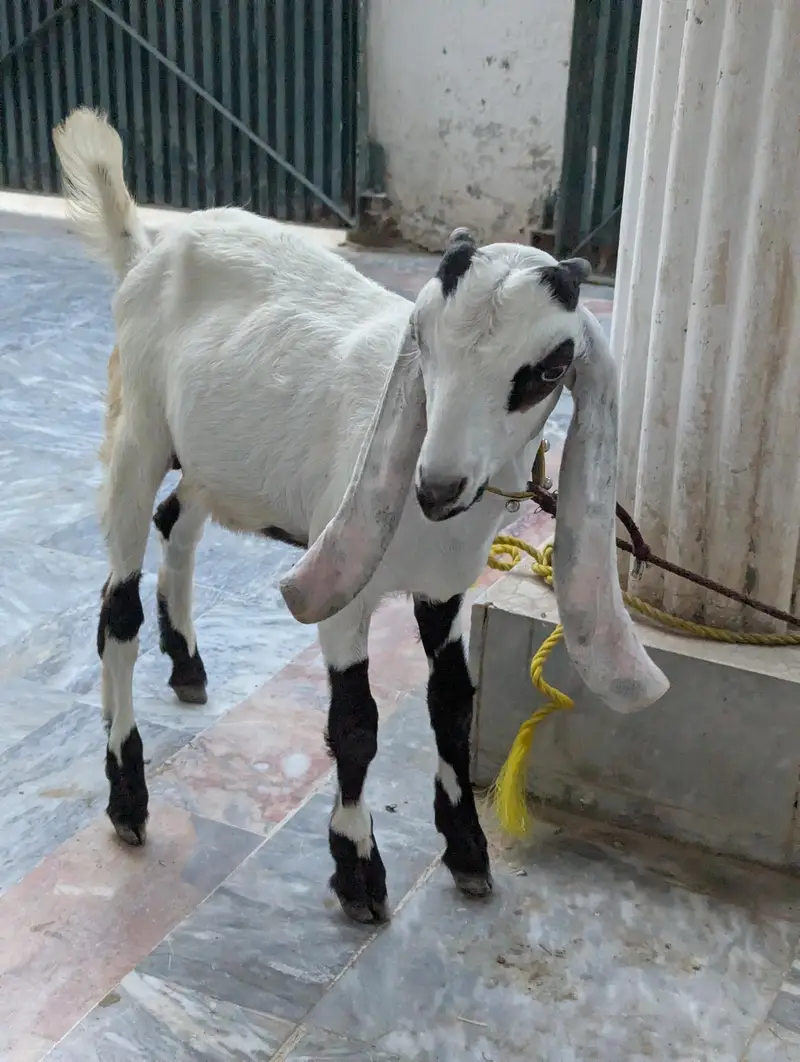 Rajanpuri Bakrotay Bakri goat — photo 8