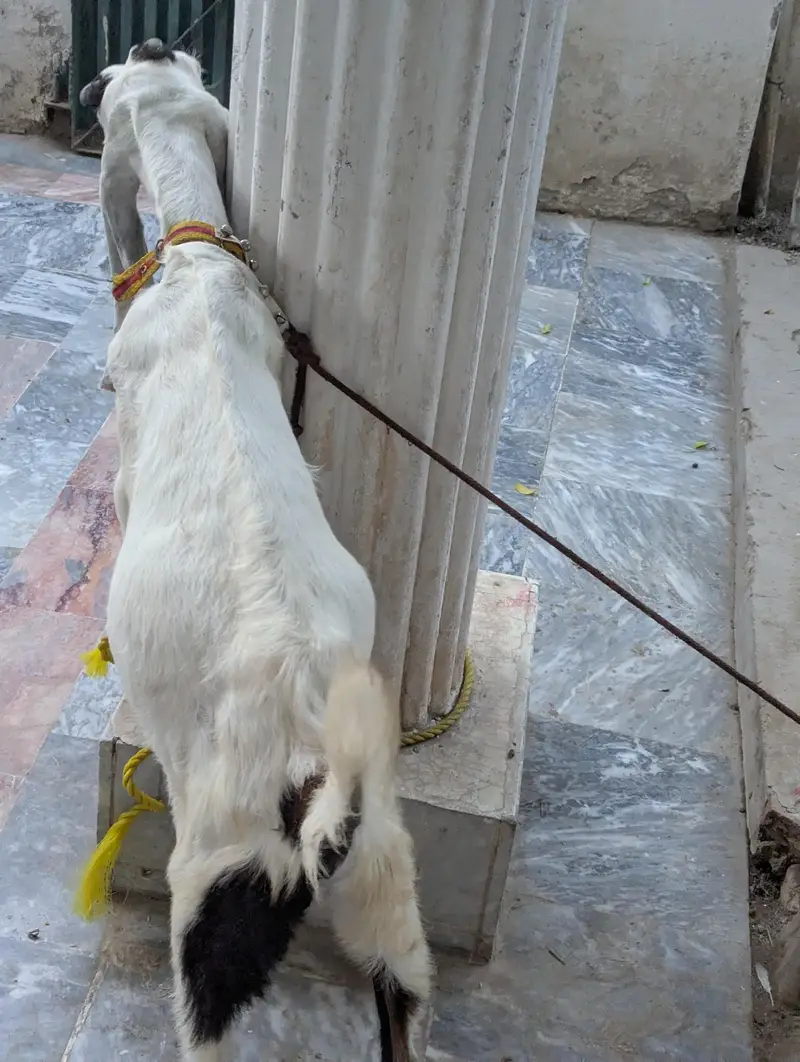 Rajanpuri Bakrotay Bakri goat — photo 9