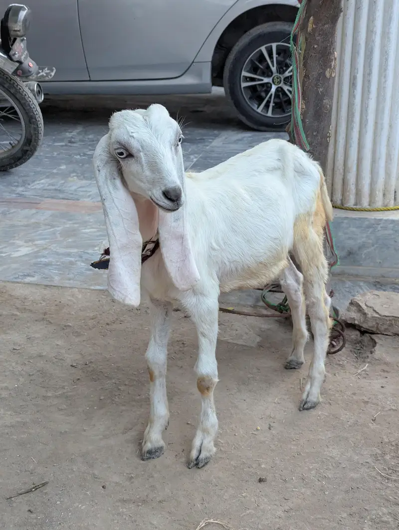 Rajanpuri Bakrotay Bakri goat — photo 10