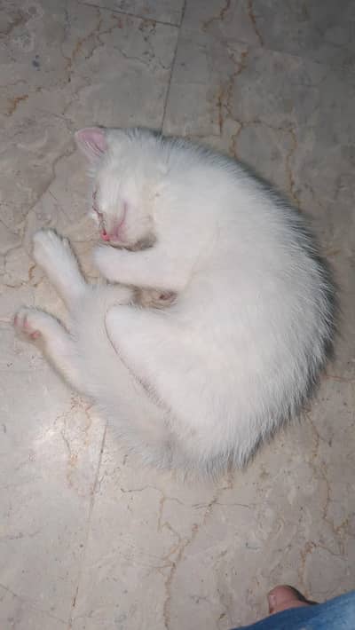 kitten for sale