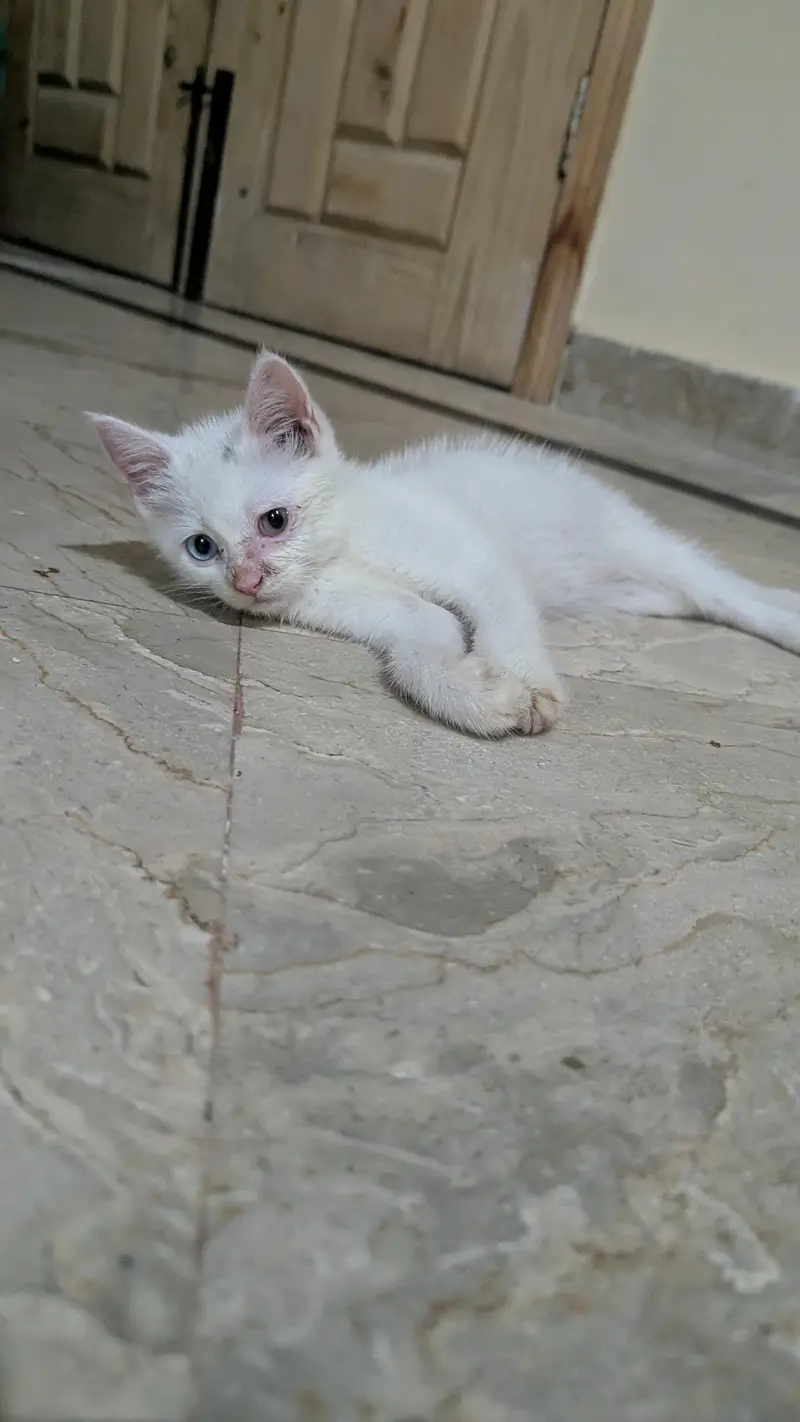 Persian cat for sale — photo 2