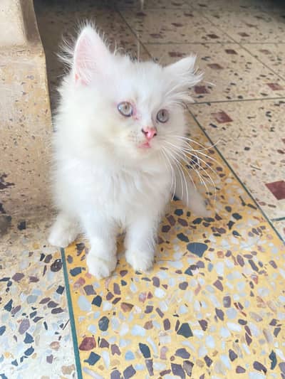 Pure persion grey eyes 3 coated