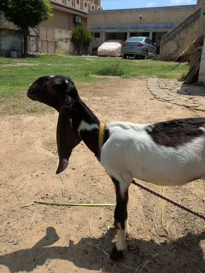 Beautiful kamori breed path for sale