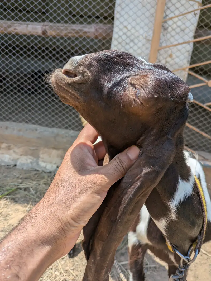 Beautiful kamori breed path for sale — photo 2