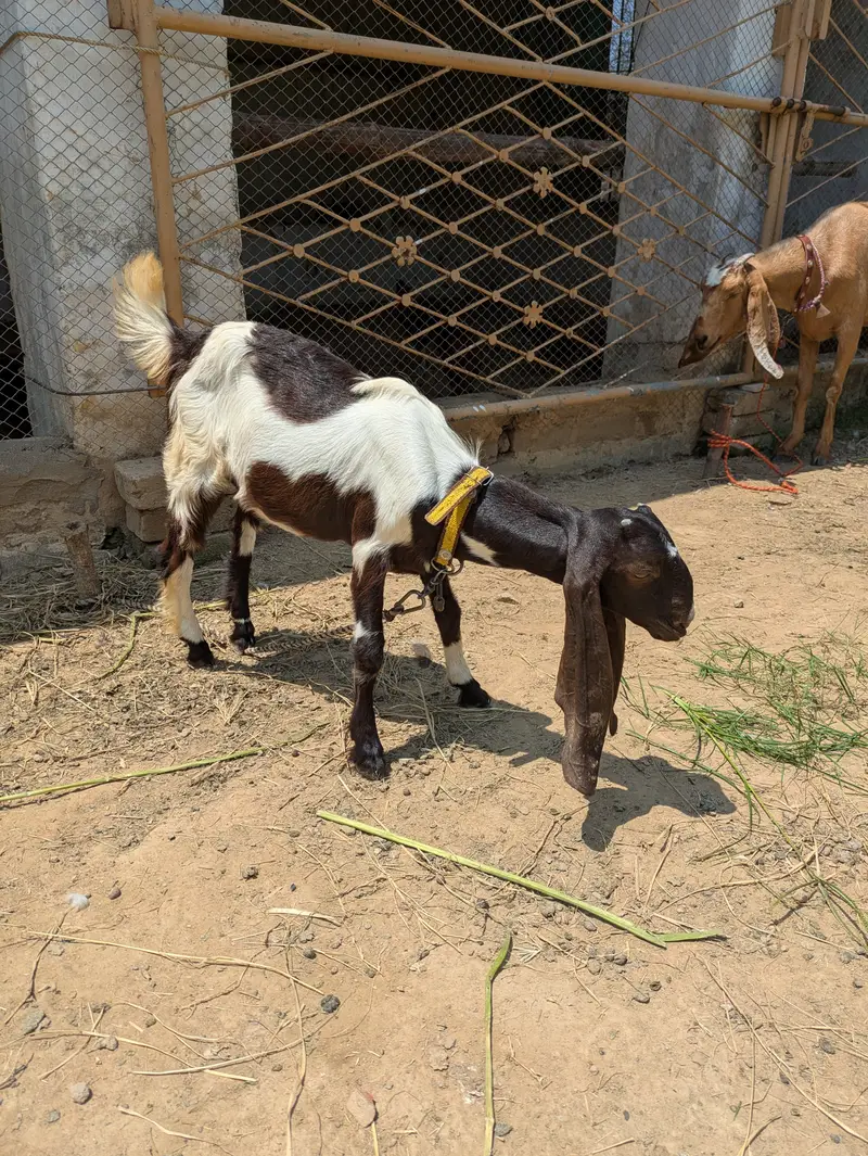 Beautiful kamori breed path for sale — photo 3