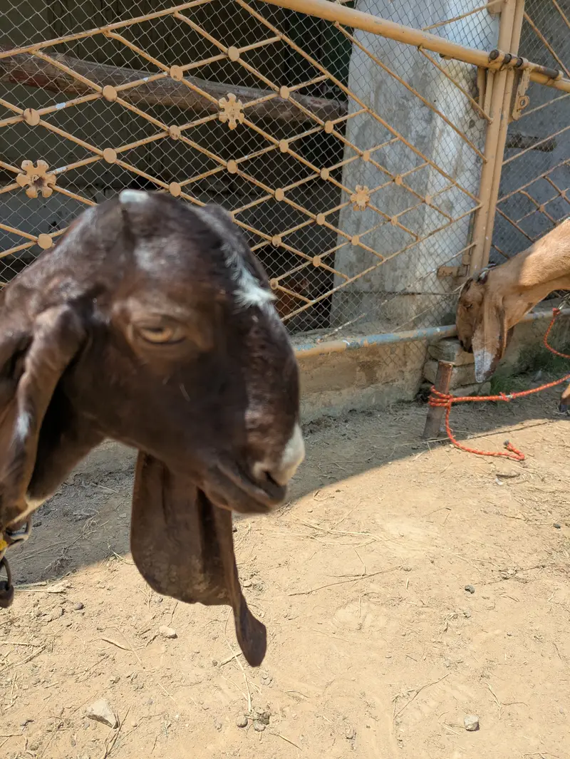 Beautiful kamori breed path for sale — photo 4