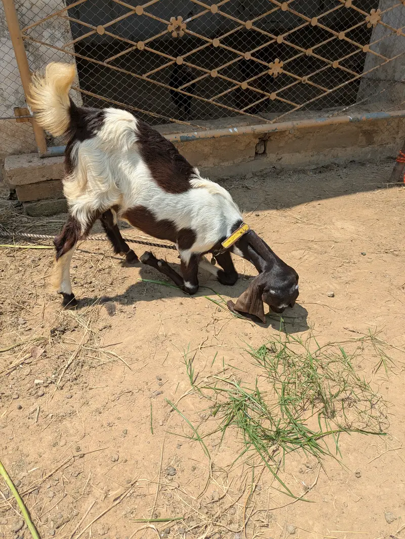 Beautiful kamori breed path for sale — photo 5
