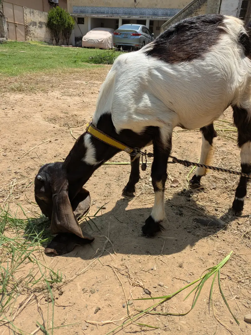 Beautiful kamori breed path for sale — photo 6