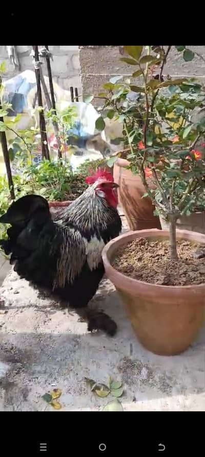 Black bantam breeder pair only in 6500