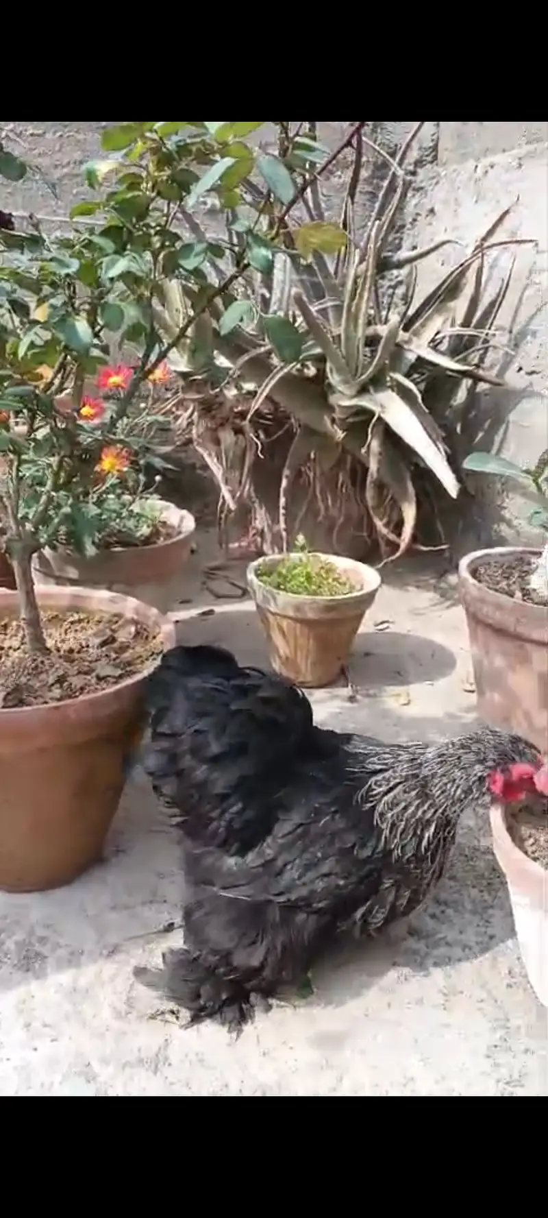 Black bantam breeder pair only in 6500 — photo 2