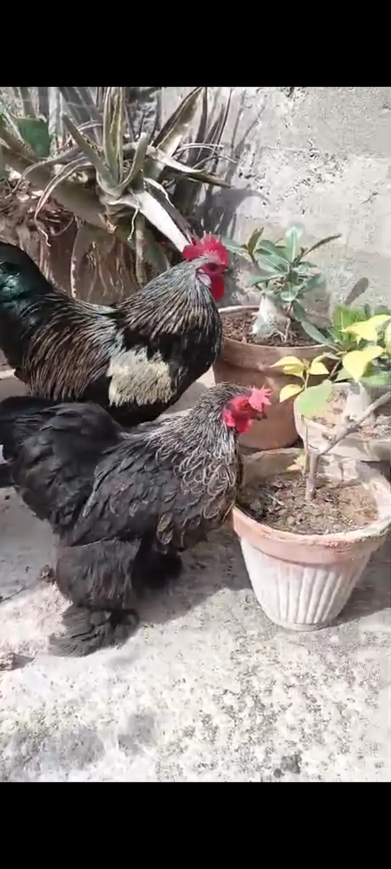 Black bantam breeder pair only in 6500 — photo 3