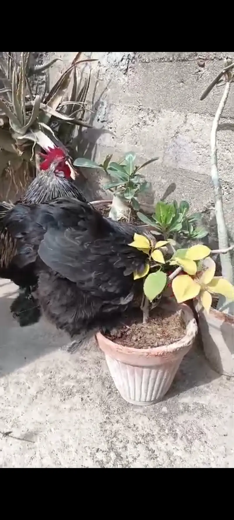 Black bantam breeder pair only in 6500 — photo 4