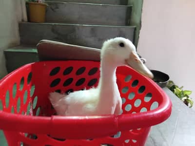 Duck.