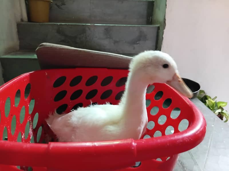 Duck. 1
