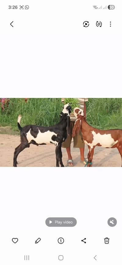 Nagara Dabi Goats pair