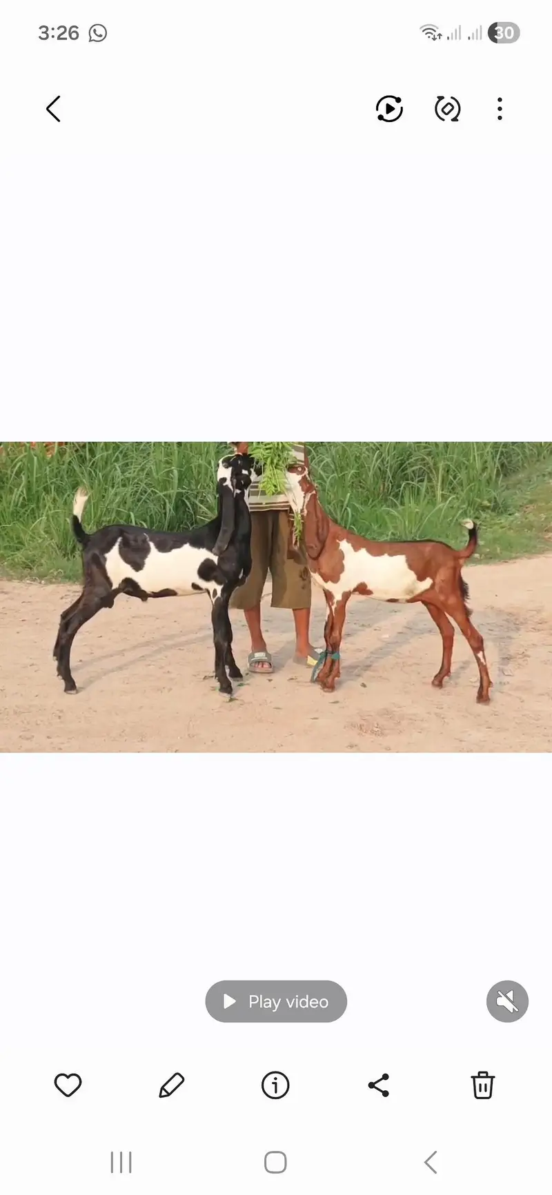 Nagara Dabi Goats pair — photo 2