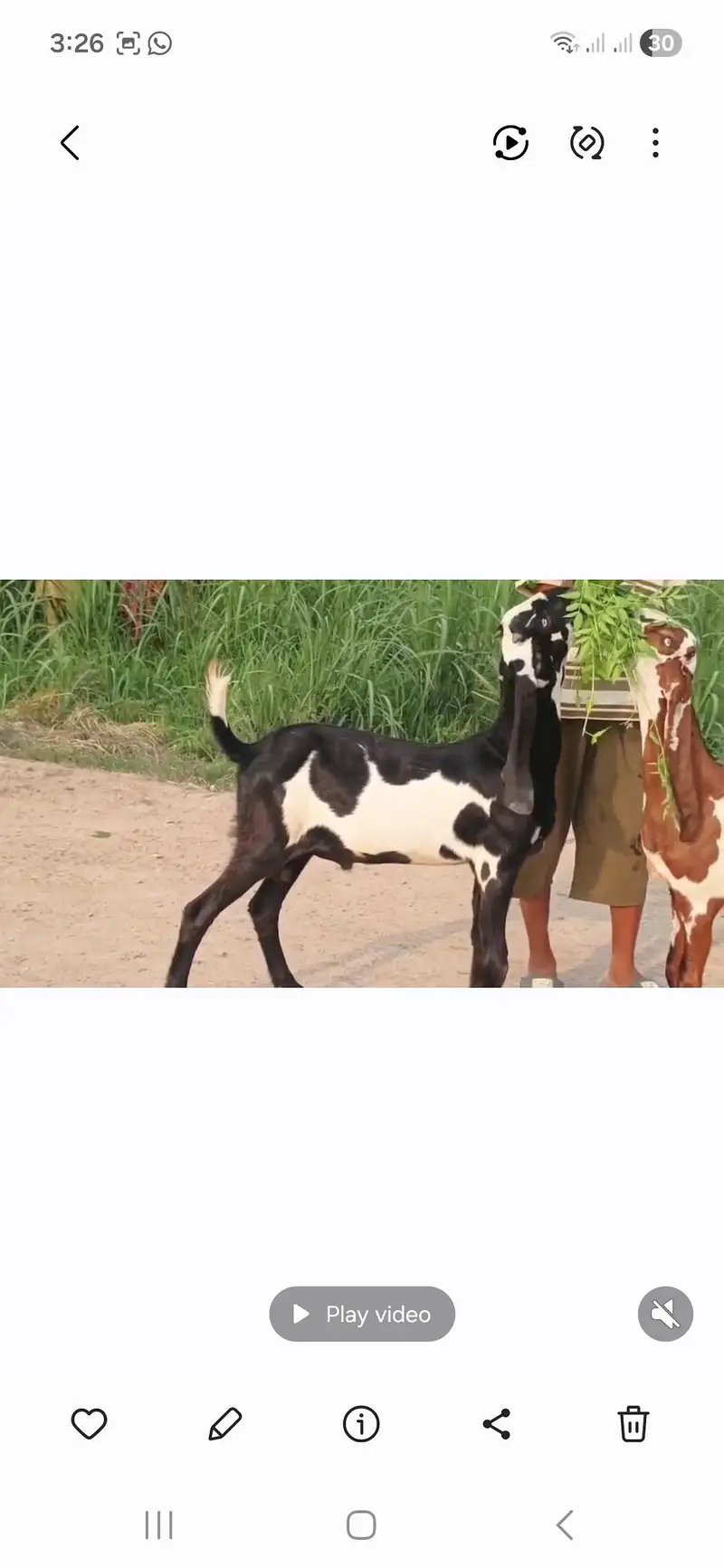 Nagara Dabi Goats pair — photo 3