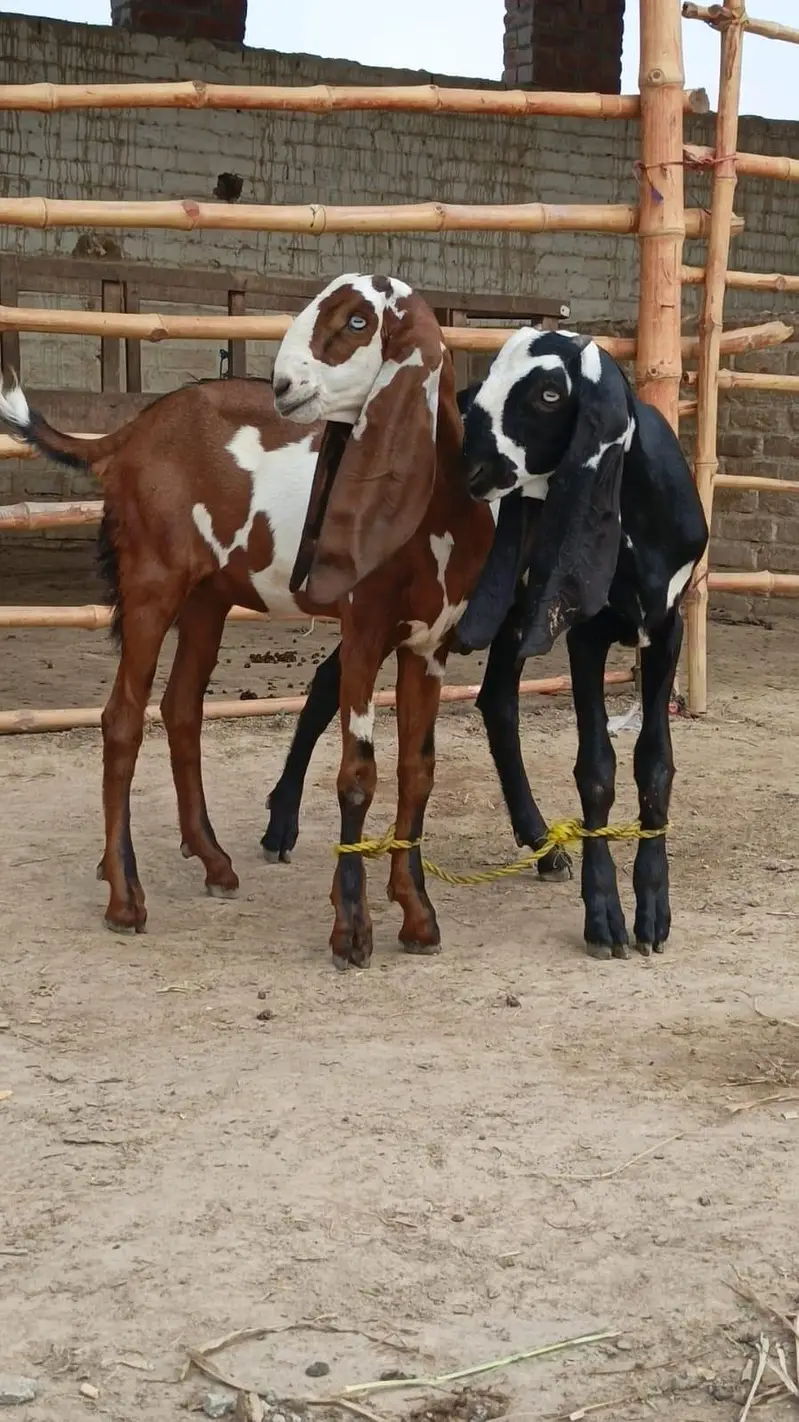 Nagara Dabi Goats pair — photo 4
