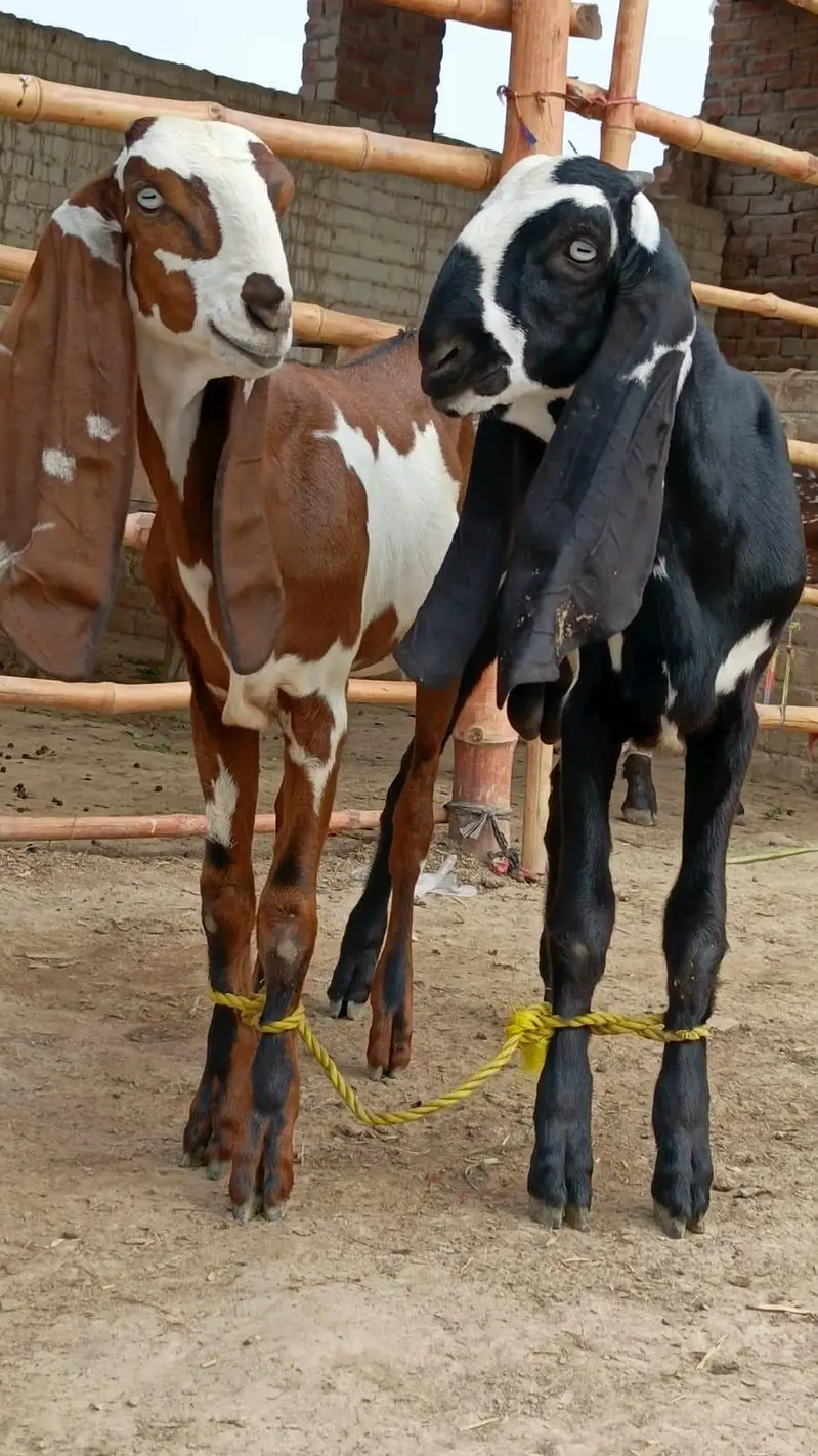 Nagara Dabi Goats pair — photo 5