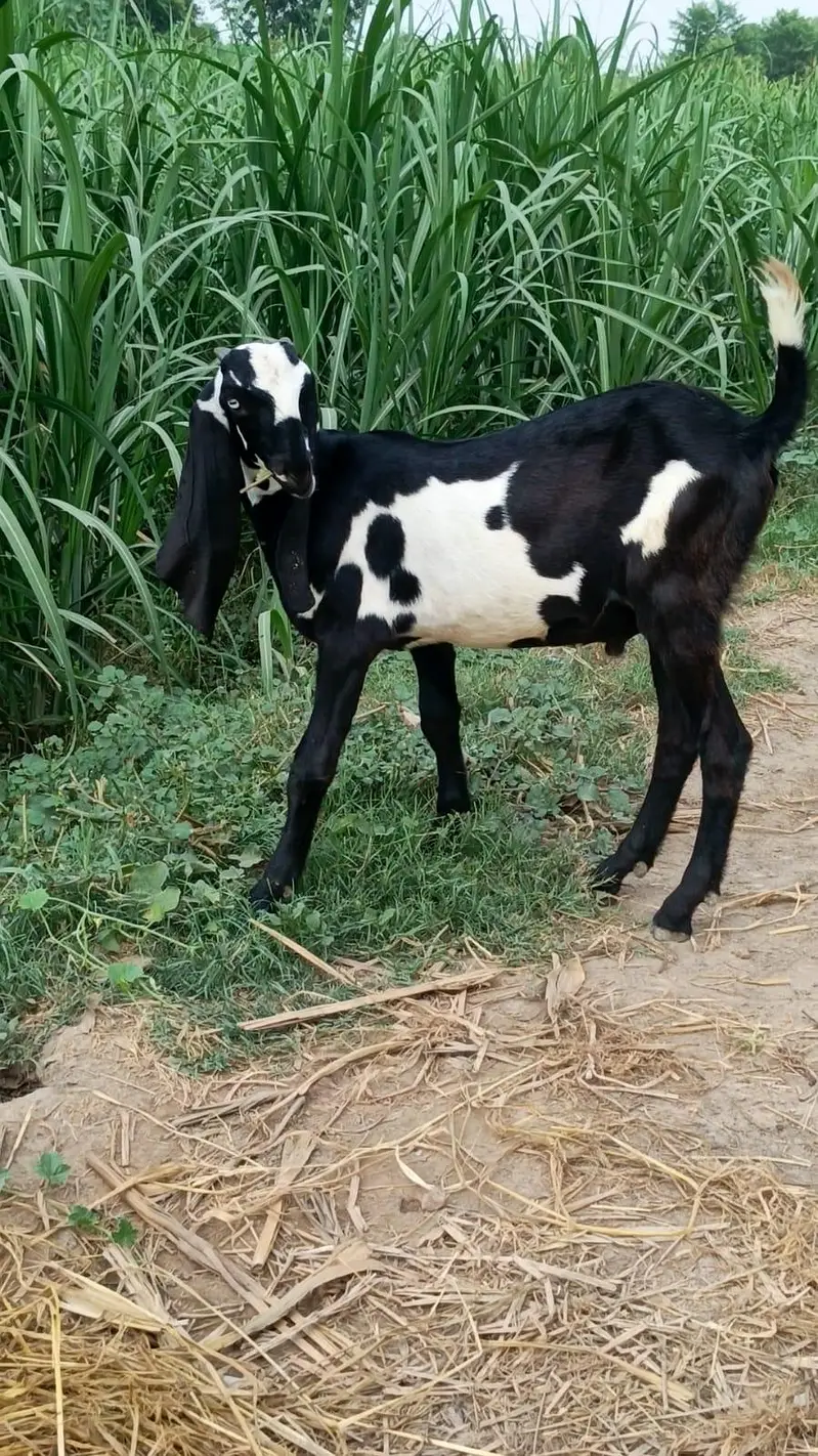 Nagara Dabi Goats pair — photo 6