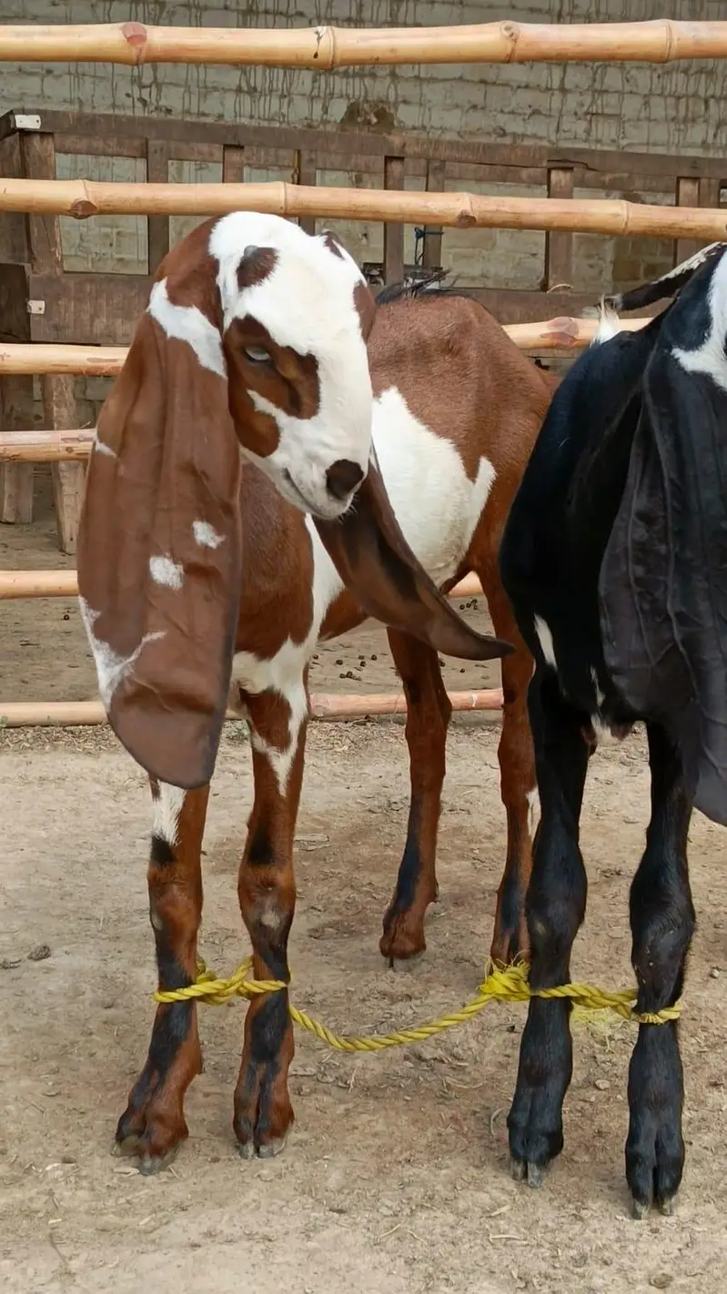 Nagara Dabi Goats pair — photo 7