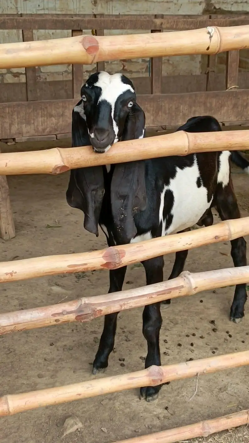 Nagara Dabi Goats pair — photo 8