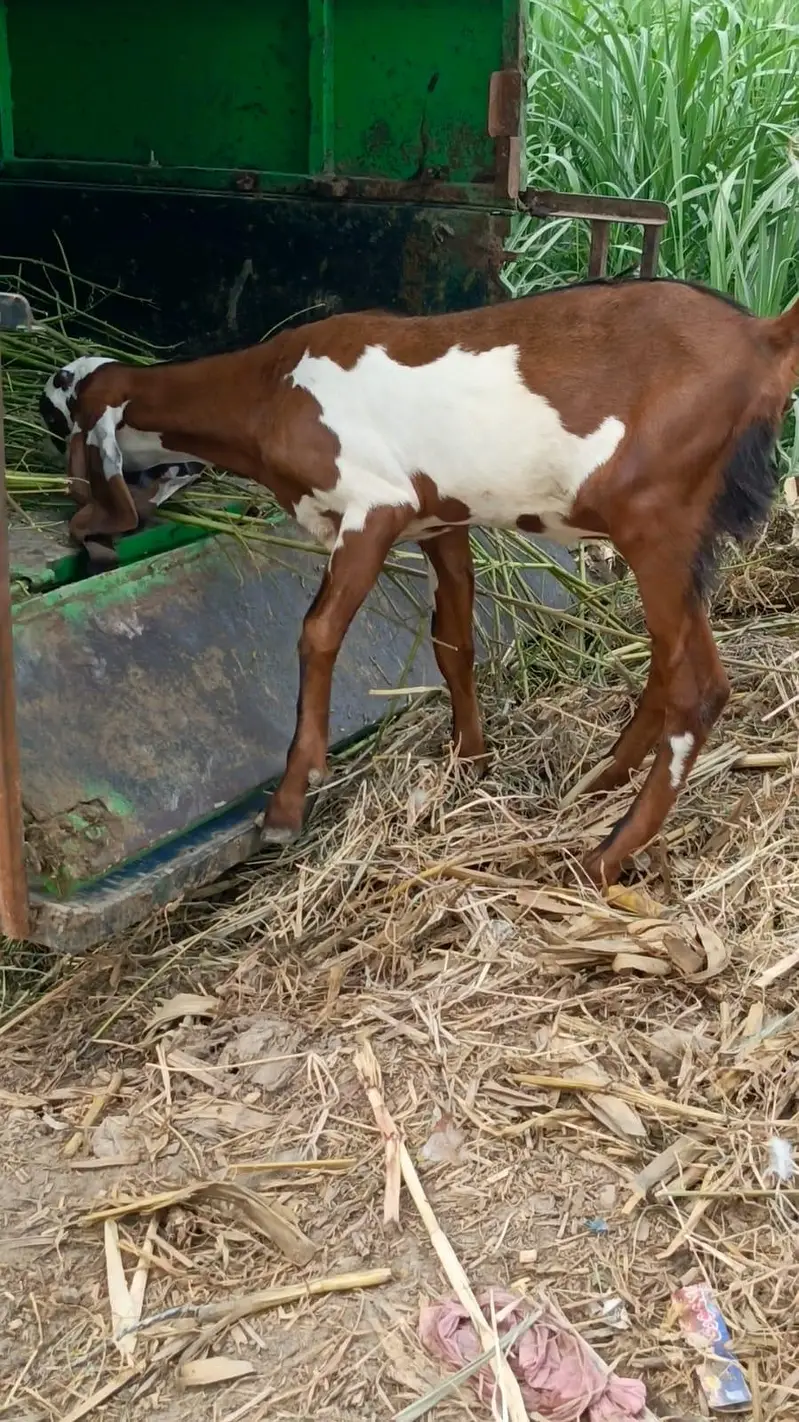 Nagara Dabi Goats pair — photo 9