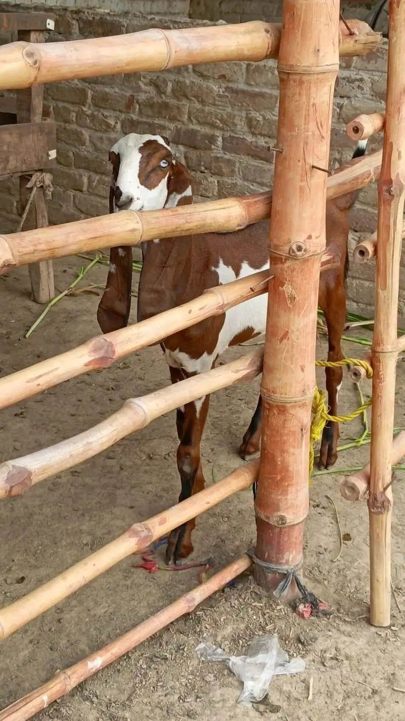 Nagara Dabi Goats pair — photo 10