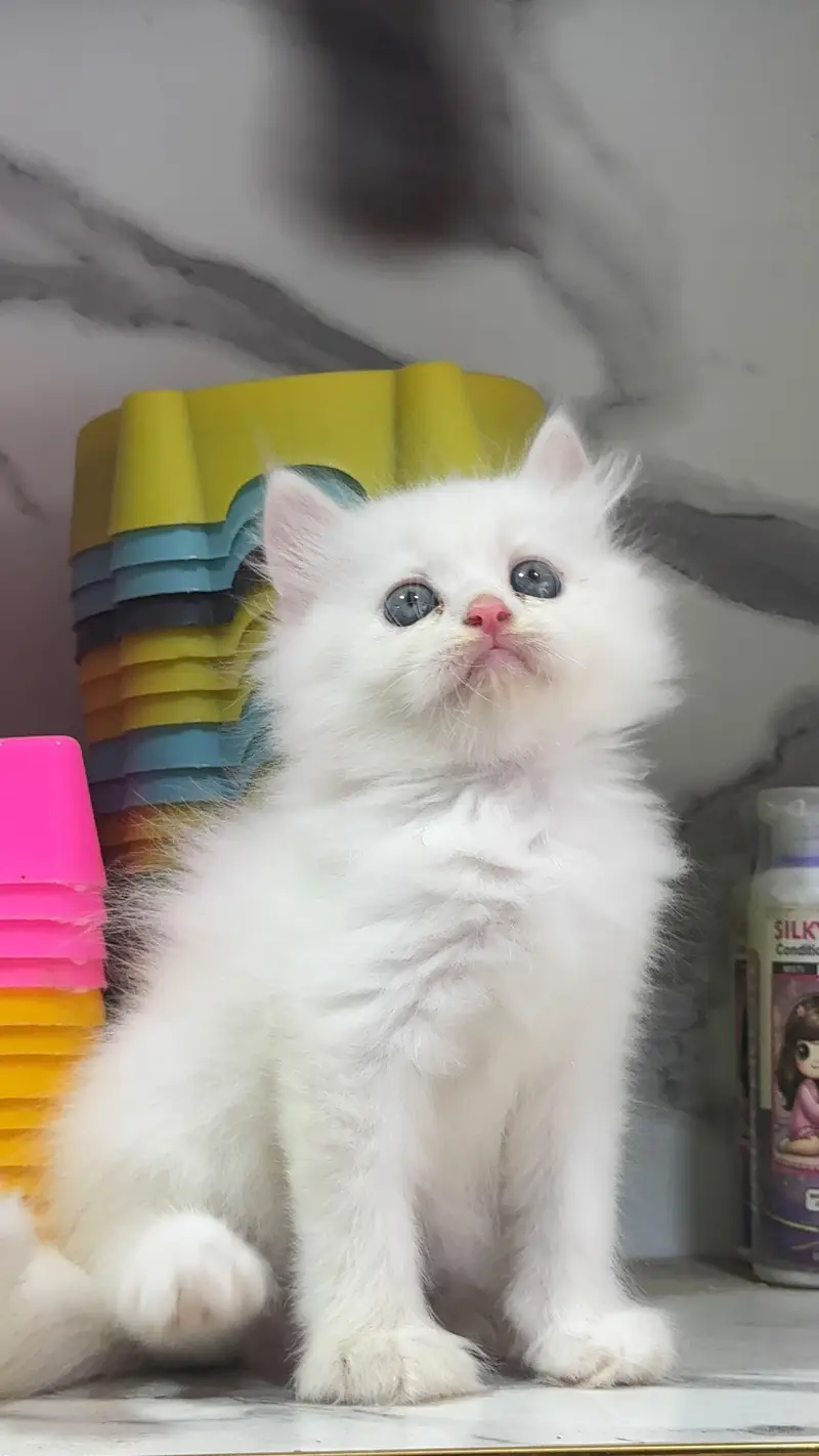 Low Price Kittens/White Persian Kitten/Cats/Male/Female — photo 2
