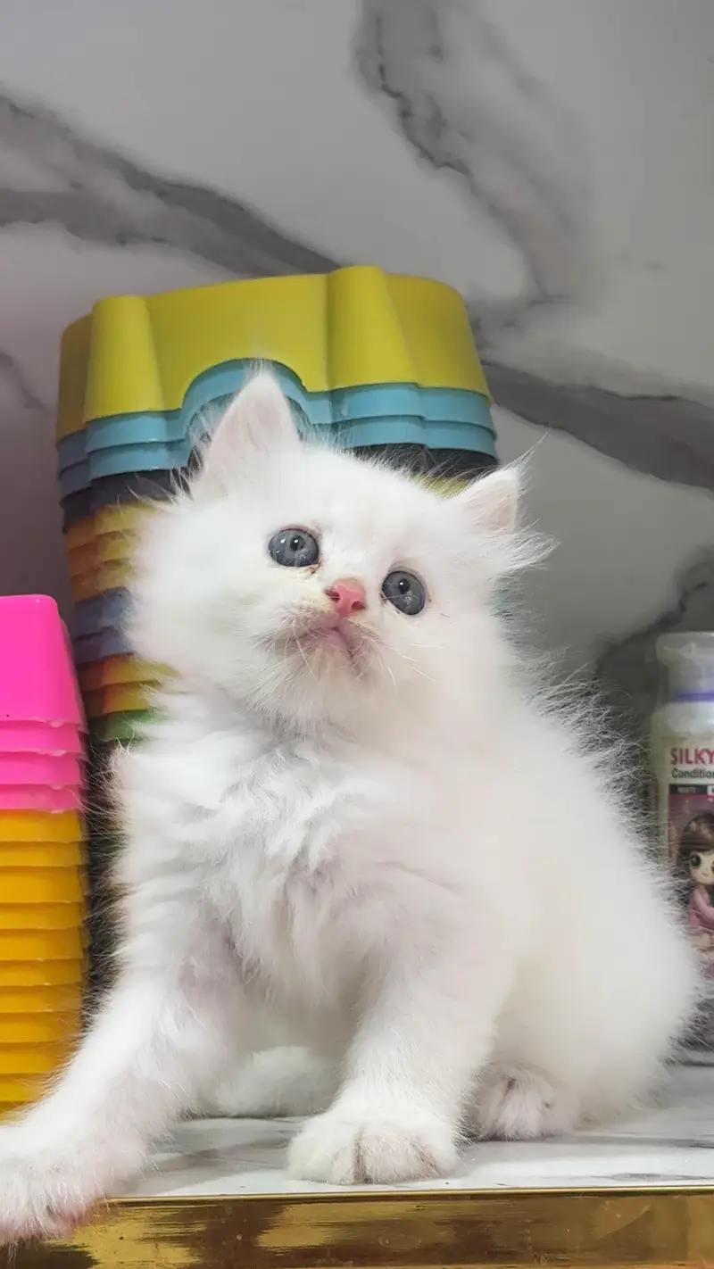 Low Price Kittens/White Persian Kitten/Cats/Male/Female — photo 3