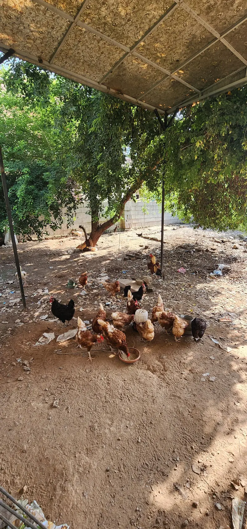 Aseel Heera , Lohman Desi  and Shamoo — photo 3