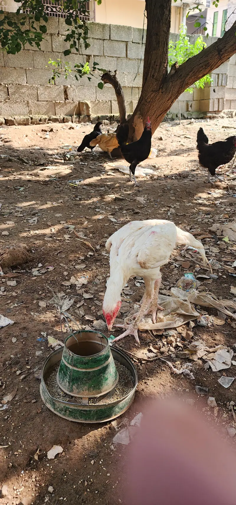 Aseel Heera , Lohman Desi  and Shamoo — photo 4