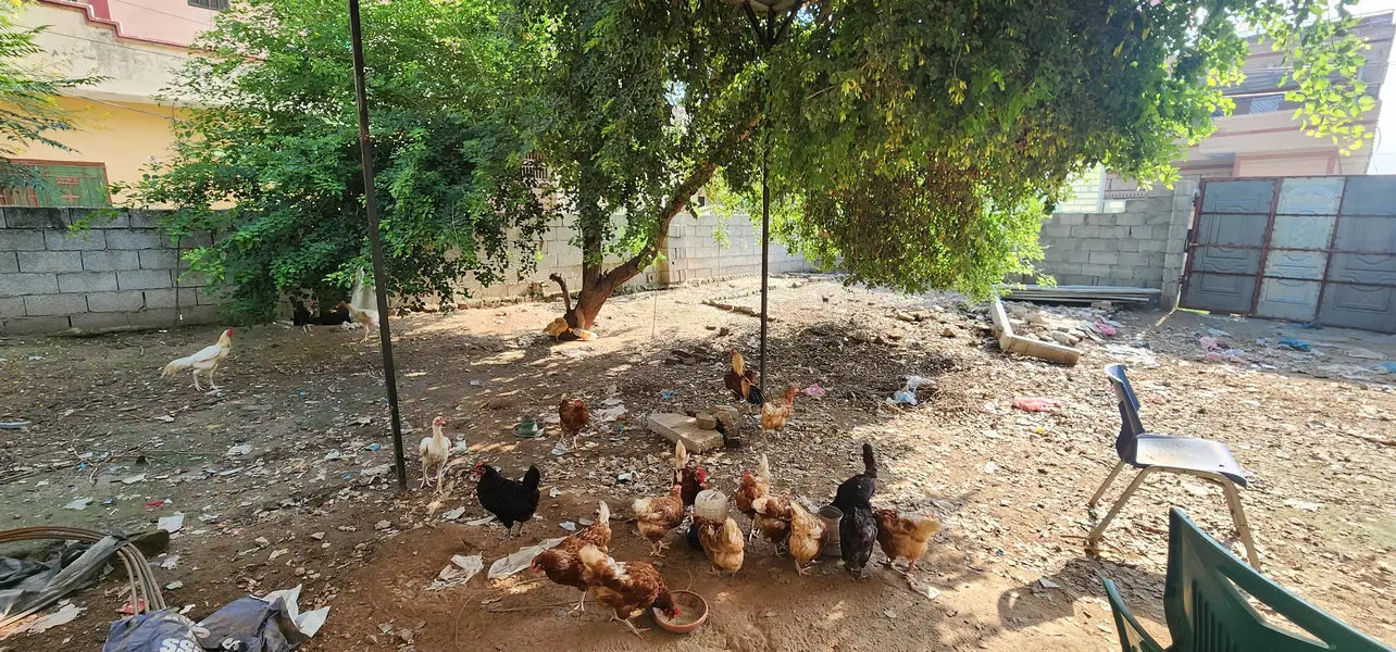 Aseel Heera , Lohman Desi  and Shamoo — photo 5