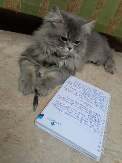 Male cat