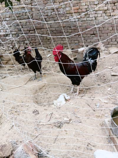 Desi Hens