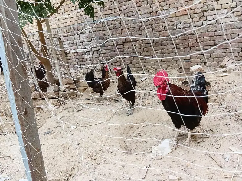 Desi Hens — photo 2