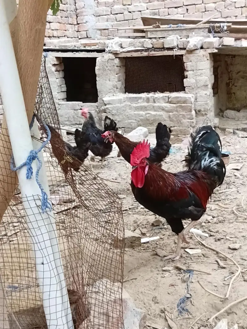Desi Hens — photo 3