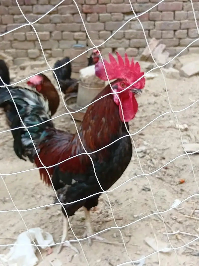 Desi Hens — photo 4