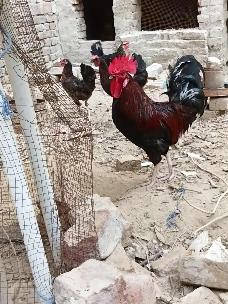 Desi Hens — photo 5