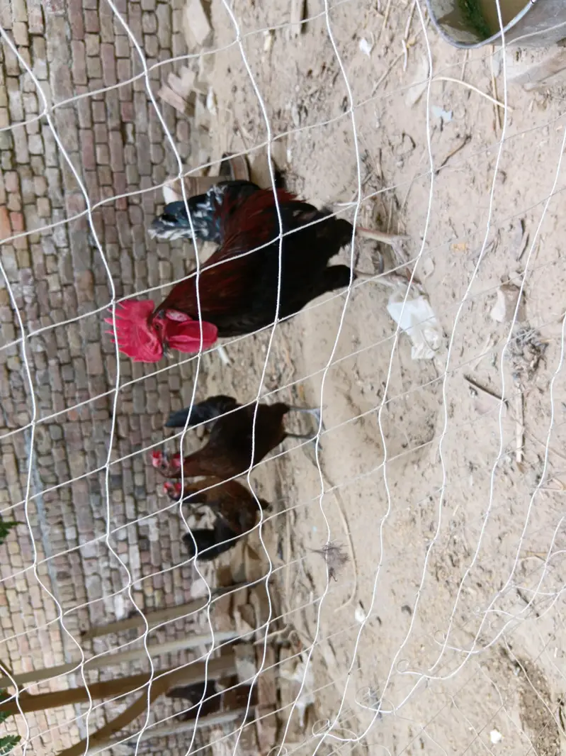 Desi Hens — photo 6