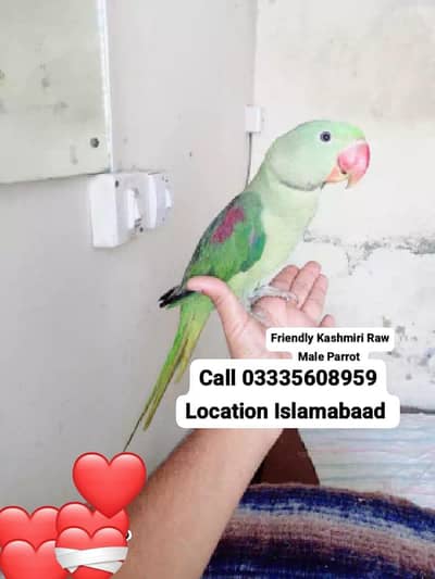 Hand Tamed Full Friendy Kashmiri Raw Male Parrot Jumbo Size