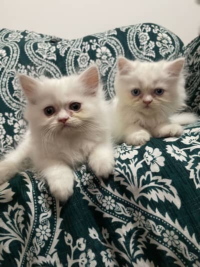Pure Persian Kittens