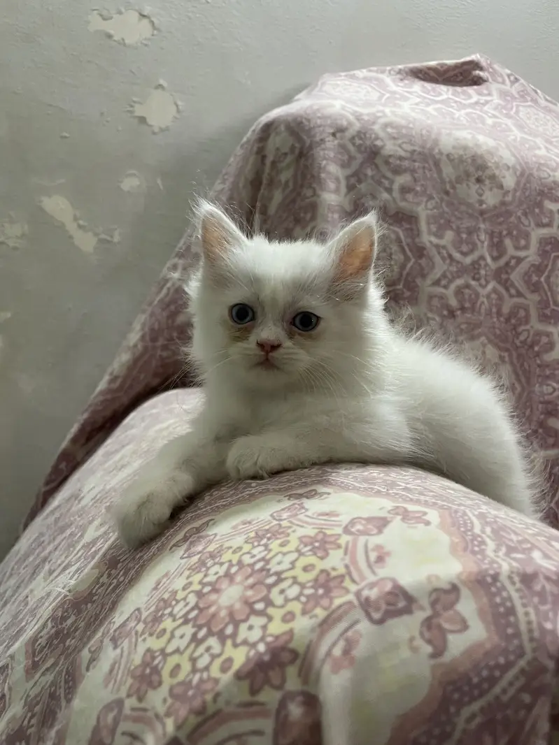 Pure Persian Kittens — photo 2