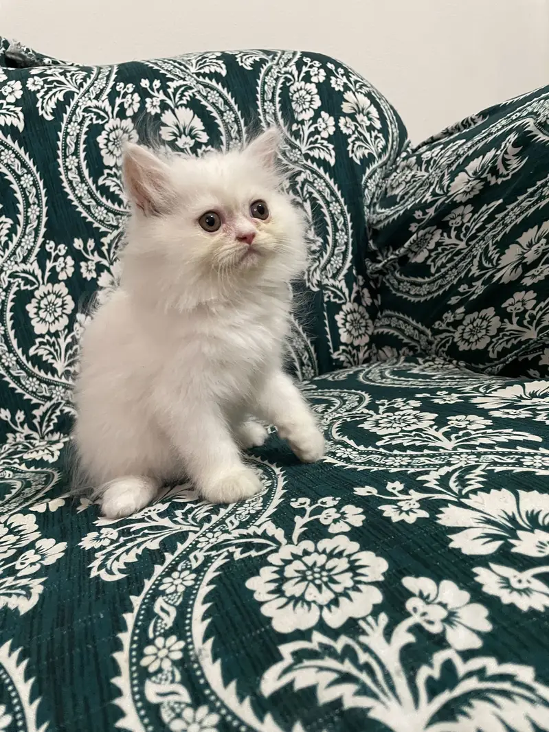 Pure Persian Kittens — photo 3